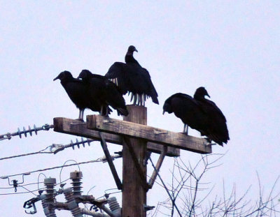 32cooks_043blackvultures.jpg
