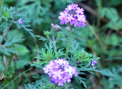 32cooks_052pinks.jpg