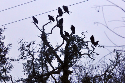 32cooks_077blackvultures.jpg