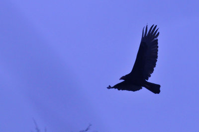 32cooks_084turkeyvulture.jpg