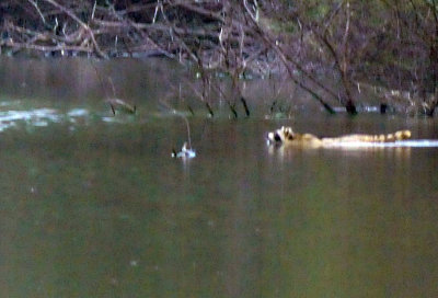 32cooks_089woodducks.jpg
