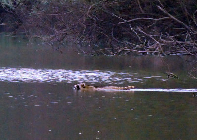 32cooks_091woodducks.jpg