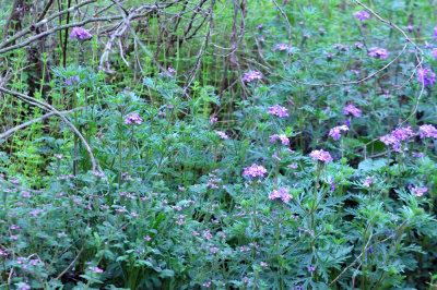 32cooks_110pinks.jpg