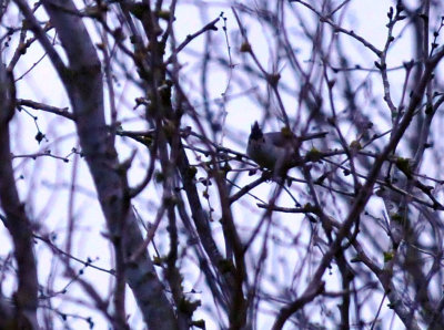 32cooks_120blackcrestedtitmouse.jpg