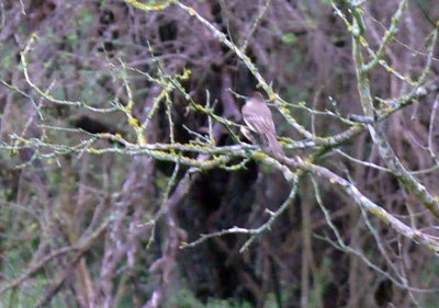 32cooks_123easternphoebe.jpg