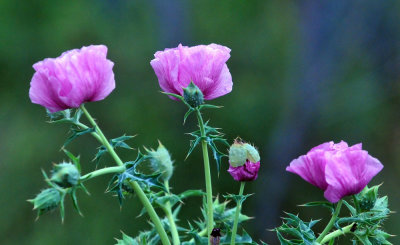 32cooks_129pinkpoppie.jpg