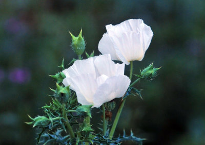 32cooks_125poppie.jpg