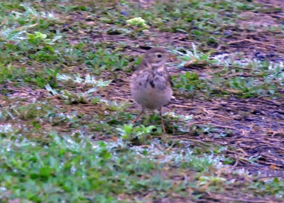 33cooks_015americanpipit.jpg