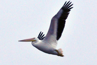 33cooks_019whitepelican.jpg