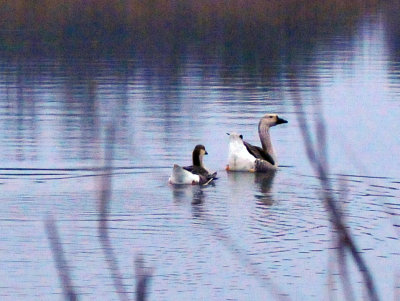 33cooks_029geese.jpg