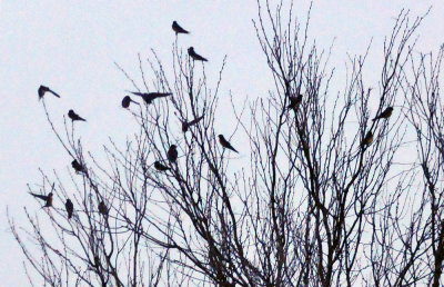 33cooks_037swallows.jpg