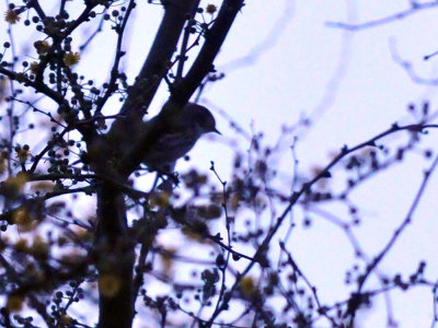 33cooks_049yellowrumped.jpg