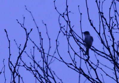 33cooks_067flycatcher.jpg