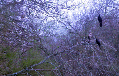 33cooks_071birds.jpg