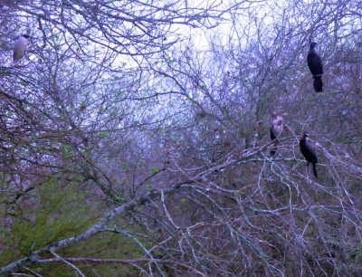 33cooks_072birds.jpg