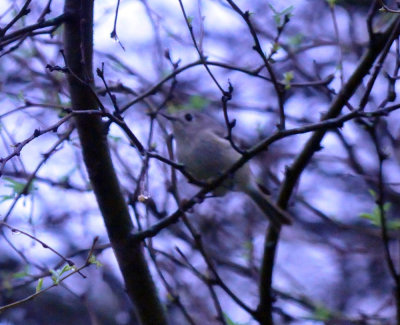 33cooks_085bird.jpg