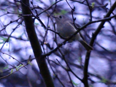 33cooks_086bird.jpg