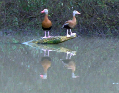 33cooks_090b3ackbelliedwhistlingducks.jpg