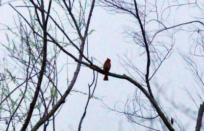 33cooks_097cardinal.jpg
