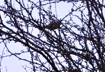 33cooks_107bird.jpg