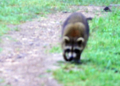 33cooks_127raccoon.jpg