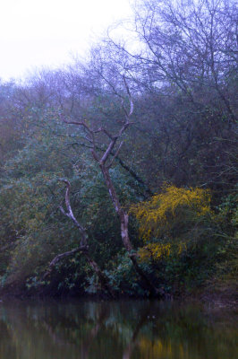 33cooks_129magictree.jpg