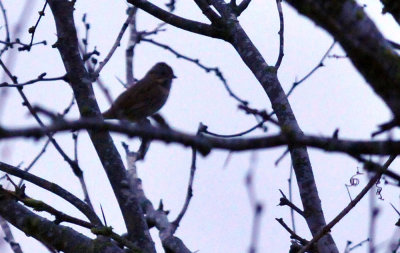 33cooks_158lincolnssparrow.jpg