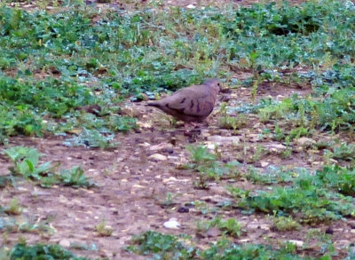 33cooks_180commongrounddove.jpg