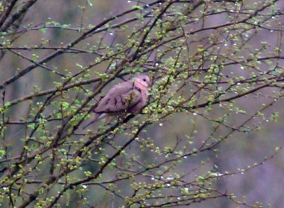 33cooks_189commongrounddove.jpg