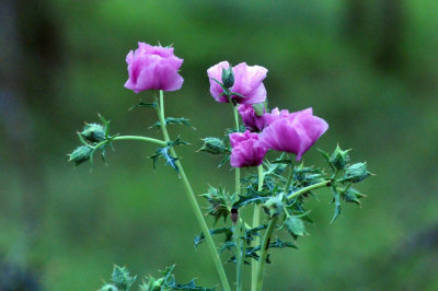 33cooks_201poppiepink.jpg