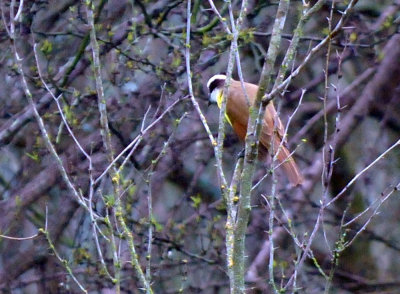 33cooks_211greatkiskadee.jpg