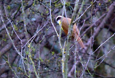 33cooks_212greatkiskadee.jpg