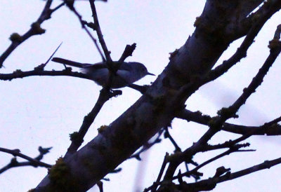 33cooks_221bluegraygnatcatcher.jpg