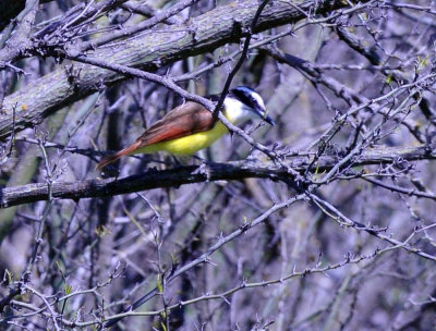 35cooks_015greatkiskadee.jpg