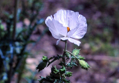 35cooks_020poppie.jpg