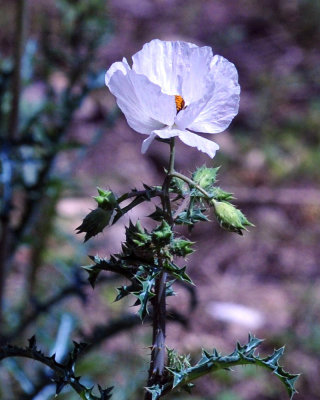 35cooks_021poppie.jpg