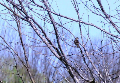 35cooks_025bird.jpg