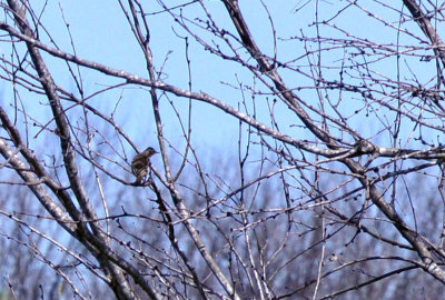 35cooks_027bird.jpg