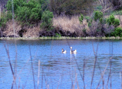 35cooks_030geese.jpg