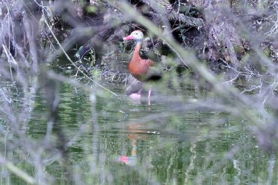 35cooks_050blackbelliedwhistlingduck.jpg