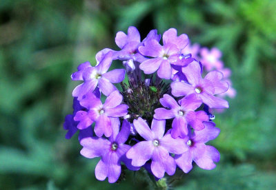 35cooks_052pinks.jpg