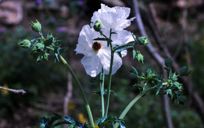 35cooks_055whitepoppie.jpg