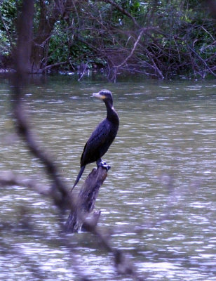 35cooks_058neotropiccormorant.jpg