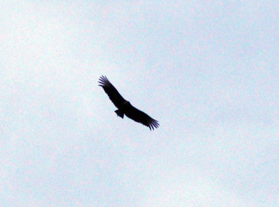 35cooks_083blackvulture.jpg