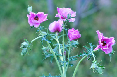 35cooks_086pinkpoppie.jpg
