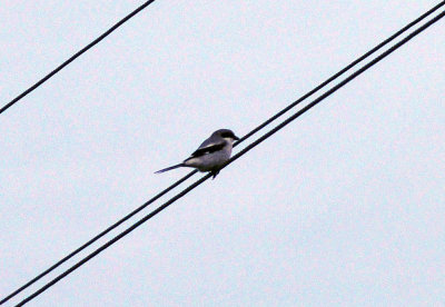 35cooks_092loggerheadshrike.jpg