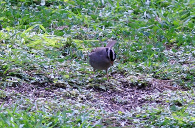 35cooks_093whitecrownedsparrow.jpg