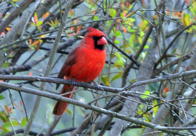 35cooks_095ncardinal.jpg