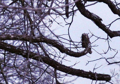 35cooks_099owl.jpg