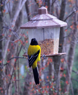 35cooks_123audubonsoriole.jpg